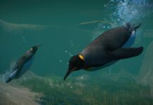 Planet Zoo : le pack Aquatique va faire des remous Planet Zoo Pack Aquatique
