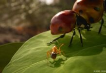 Les Fourmis : le plein d’images dévoilées Les Fourmis