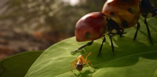 Les Fourmis : le plein d’images dévoilées Les Fourmis